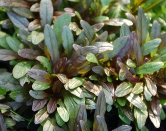 Chocolate Chip Ajuga in 3.5 Inch Pots, you choose amount!