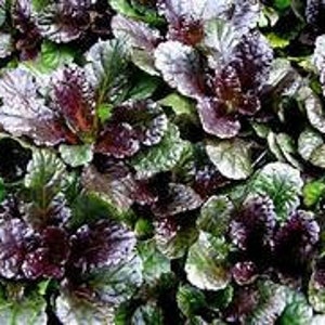 Black Scallop: Ajuga reptans 3.5 Inch PotsYou choose amount image 1