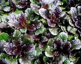 Black Scallop: Ajuga reptans - 3.5 Inch Pots--You choose amount!