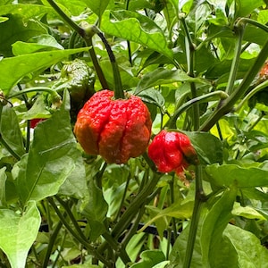 May include: Close-up of a pepper plant with vibrant green leaves and several peppers in varying stages of ripeness. The largest pepper is a deep red with a textured surface, while others are green or transitioning to red.
