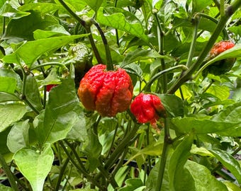 Plantas de pimiento Carolina Reaper en macetas de 3,5 pulgadas, ¡usted elige la cantidad!