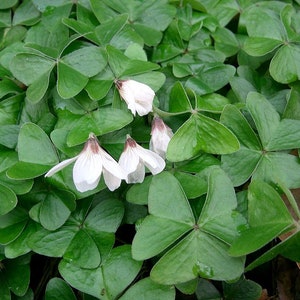Shamrock Bulbs - Easy Houseplant - Oxalis - Bulbs