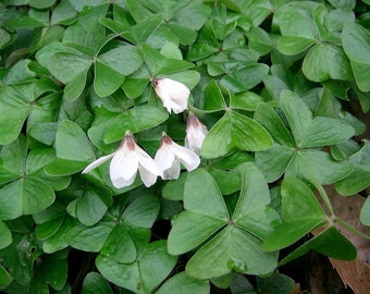 Shamrock Bulbs - Easy Houseplant - Oxalis - Bulbs