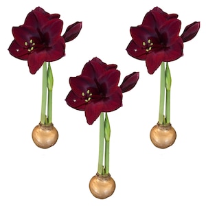 May include: Three dark red amaryllis flowers with green stems and bulbs. The flowers have multiple petals and yellow stamens. The bulbs are a light brown color. The background is white.