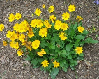 Coreopsis "NANA" in 4 inch pots. Nicely rooted