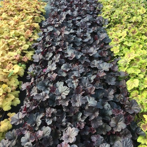 Mixed Heuchera in 3.5 inch pots, you choose amount We send out whatever is the prettiest at the time of order. image 7