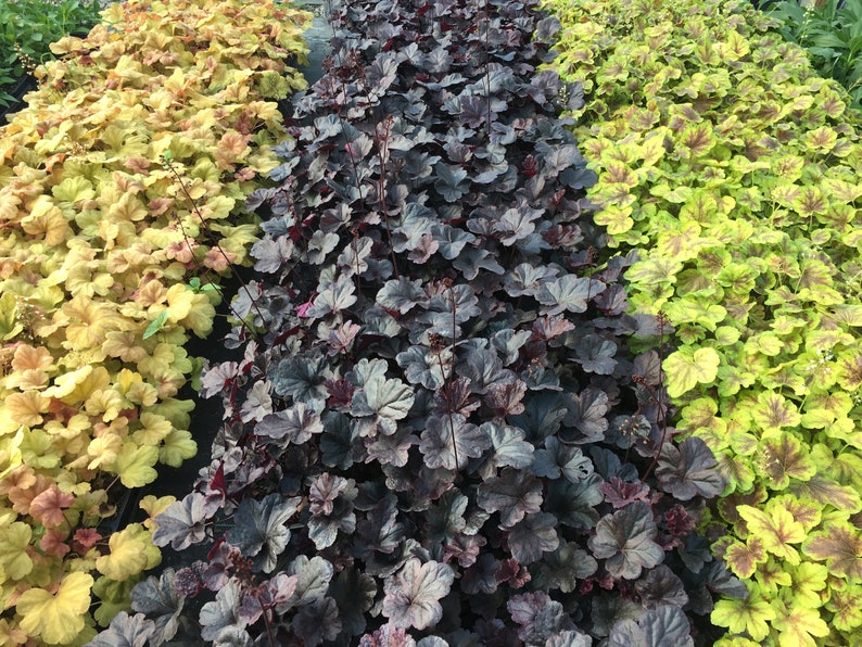 Mixed Heuchera in 3.5 inch pots, you choose amount We send out whatever is the prettiest at the time of order. image 7