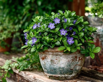 Plantas de Vinca Minor (Vinca/Vinca): Cubresuelos resistente en macetas de 8,9 cm (3,5 pulgadas).