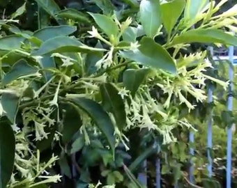 Nicely-Sized 3.5 inch Pots of Fragrant Night Blooming Jasmine, you choose amount!