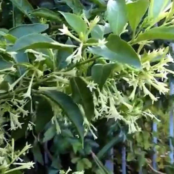 Nicely-Sized 4 inch Pots of Fragrant Night Blooming Jasmine, you choose amount!