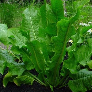 2 Horseradish Plant in 4 inch Pots, Horseradish for Good Health and Tasty Food! Easy to Grow