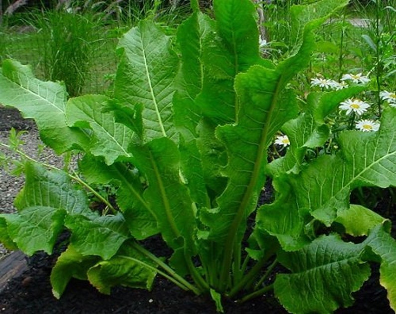 2 Horseradish Plant in 4 Inch Pots Horseradish for Good Etsy