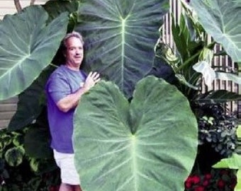 3 Jack's Giants Elephant Ear Bulbs for Sale!