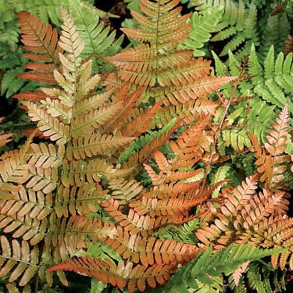 Autumn Ferns in 3.5 inch cups--you choose amount!