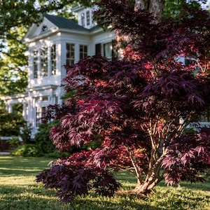 The Emperor Japanese Maple (Acer palmatum 'Wolff' EMPEROR I®) in a Quart Pot