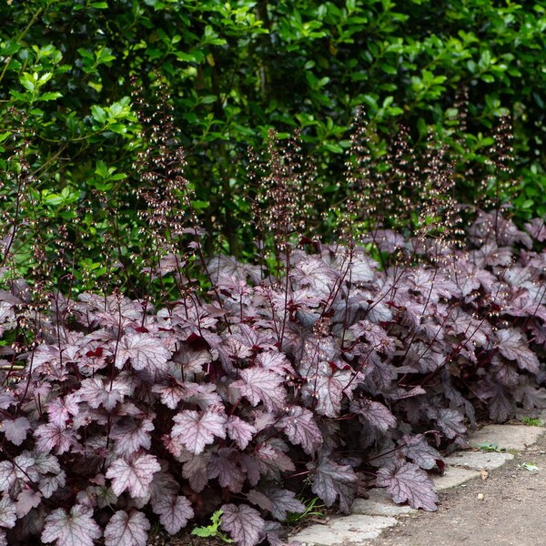 Amethyst Myst Heuchera/ Coral Bells in 4 Inch Pot--Great for Spring planting!