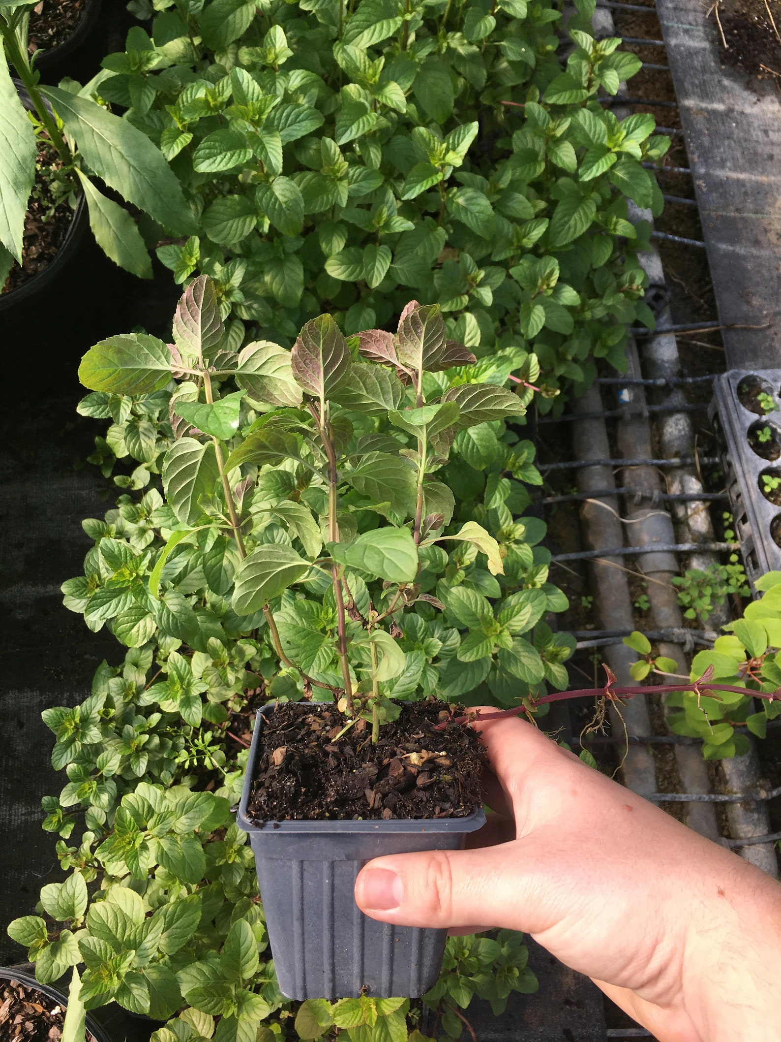 Orange Mint Plant Herb Hardy Perennial 4 Pot Etsy