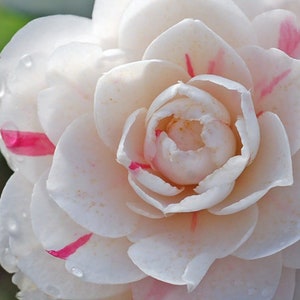 April Dawn Camellia in 4 inch pot *Cold and Heat Sensative* Cannot Ship Out of the USA, free shipping, you choose amount!