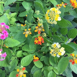 May include: A close-up of a vibrant bush with pink, yellow, and orange flowers. The flowers are clustered together in groups, creating a colorful display. The leaves are green and lush, providing a backdrop for the blooms.