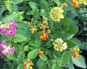 One Lantana Camara Undetermined Color Flower Live Plant-Natural Mosquito Repellant- Attract Hummingbirds & Butterflies - in 4 inch Pot