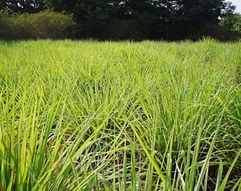 Lemongrass Plant--2 Containers in 4 Inch Size! Also Known As Fever Grass, Cymbopogon Citratus