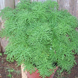 3 Citronella Plants in 2.5 Inch Pots . Mosquito Plant/Deodorant Plant/ Citrosa Geranium. Great Mosquito Repellent!