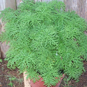 May include: A lush, green plant with deeply lobed leaves, filling a terracotta pot. The plant's foliage is dense and vibrant, with a textured appearance. The pot sits on soil near a wooden fence, suggesting an outdoor setting.