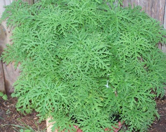 3 Citronella Plants in 2.5 Inch Pots . Mosquito Plant/Deodorant Plant/ Citrosa Geranium. Great Mosquito Repellent!