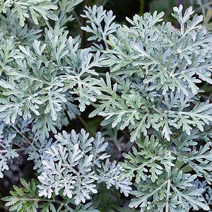 May include: Close-up of Artemisia absinthium, also known as wormwood, featuring silvery-green, feathery leaves. The plant's foliage has a soft, textured appearance, with multiple leaves branching out from the stems. The image showcases the plant's natural beauty.