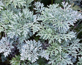 Artemisia Absinthium Wormwood in 3.5 inch pot *Cold and Heat Sensitive* Cannot Ship Out of the USA, you choose amount!