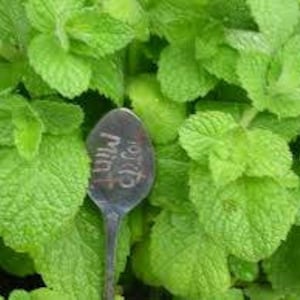 May include: A close-up of vibrant green mint leaves with a spoon in the center. The spoon has the word "Mint" written on it. The leaves are lush and textured, creating a fresh, natural scene.