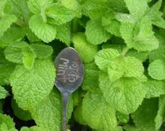 Mojito&#39; Mint Plant Herb - Hardy Perennial - 4&quot; Pot-- Heat and cold sensitive. Be aware of yout temps when ordering
