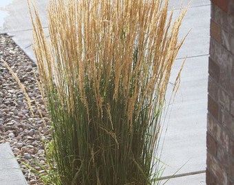 Karl Foerster Feather Grass in 4 Inch Containers (you choose amount)