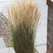 see more listings in the Grasses section