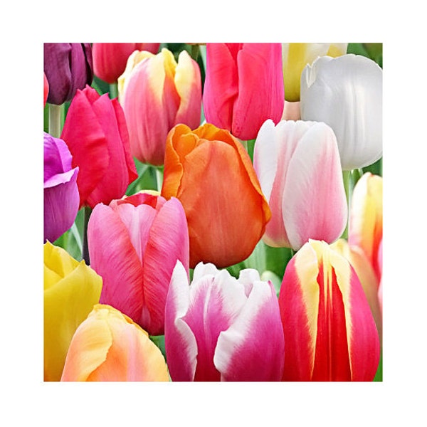 Tulip Bulbs Etsy