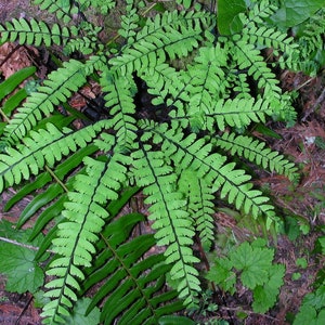 Five-Finger Maidenhair Fern Plants in 3.5&quot; Pots
