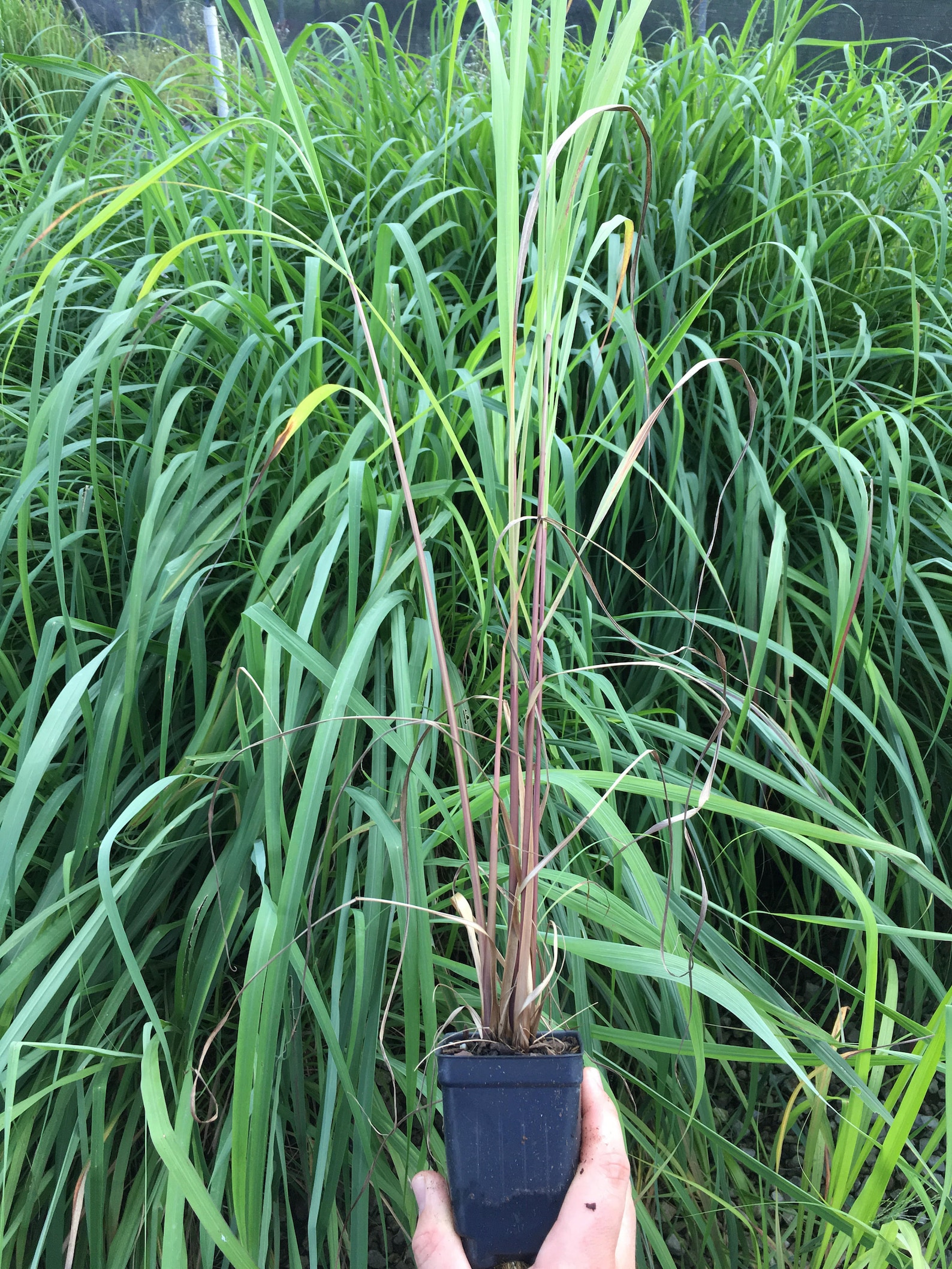 Citronella Grass Live Plants in 2.5 inch pots Etsy