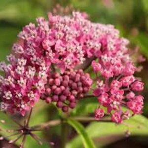 Asclepias Incarnata Milkweed-pink Bloomingattracts Bees - Etsy