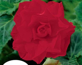 Double Red Begonias Camelia style Bareroot---You Choose Amount!!!