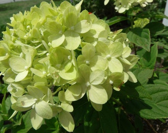 Hydrangea Limelight  - 4 Inch Starter Plant, this is an "End of the Season" price on these, get them at a Bargain!!