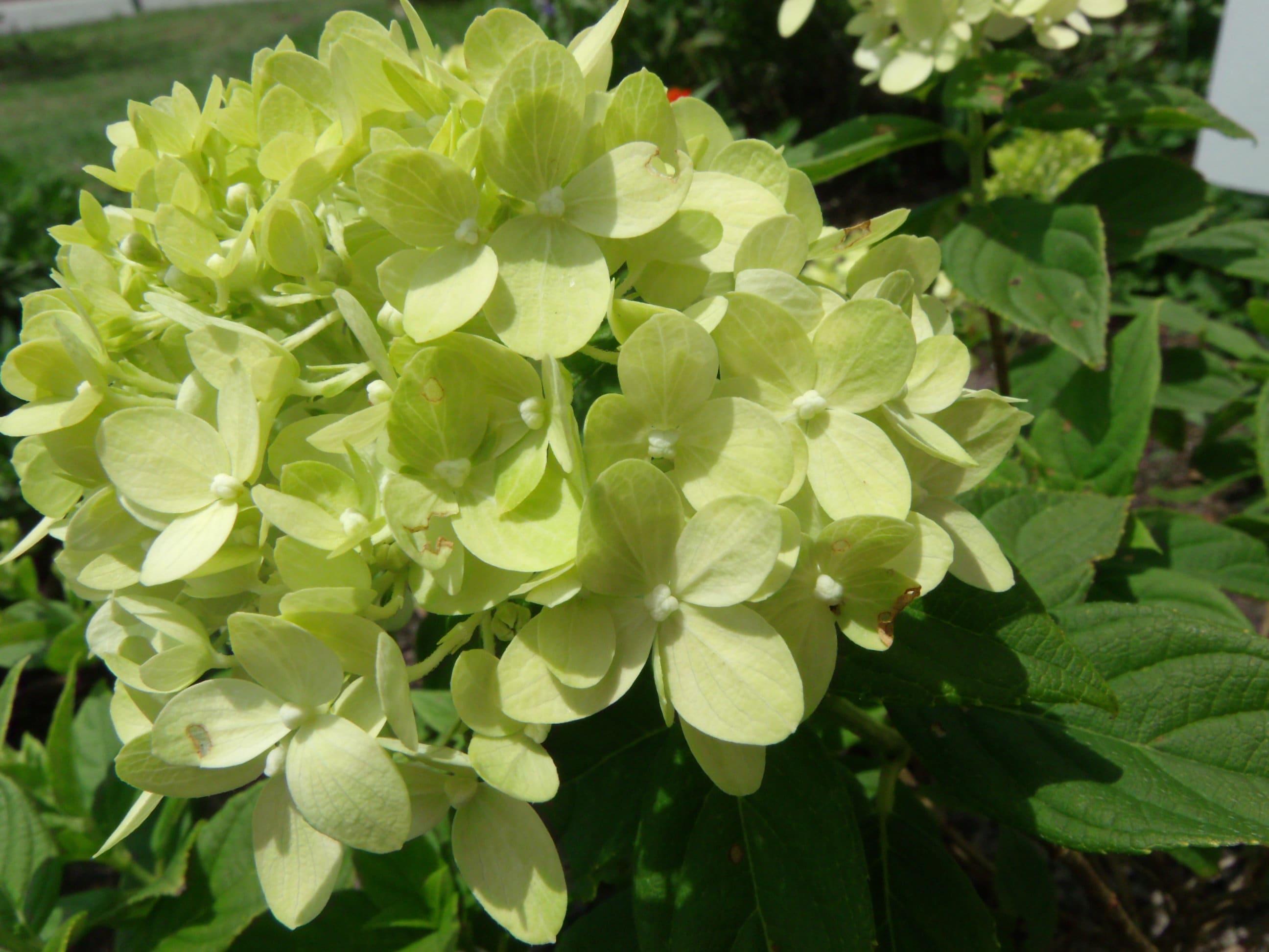 Image of Masja hydrangea in terracotta pot