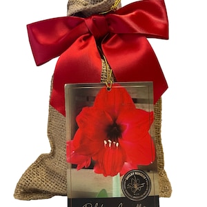Red Lion Amaryllis Bulb in Burlap Gift Bag Amaryllis Bulb!! Easy to Grow Bulbs--Includes Growing Medium--Great Holiday Gift!!!!
