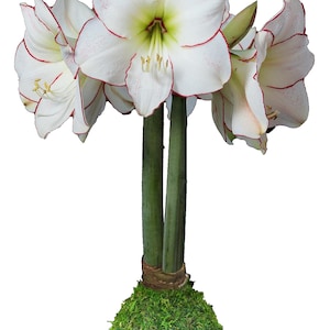 Moss Picasso Waxed Amaryllis Bulb size 32/34. Free Shipping!