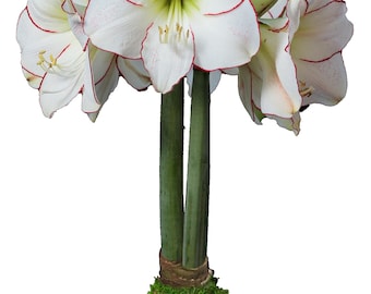 Moss Picasso Waxed Amaryllis Bulb size 32/34. Free Shipping!