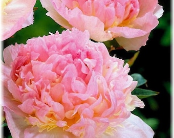 Peonía Raspberry Sundae a raíz desnuda, 2-3 yemas, ¡Ideal para plantar en otoño!