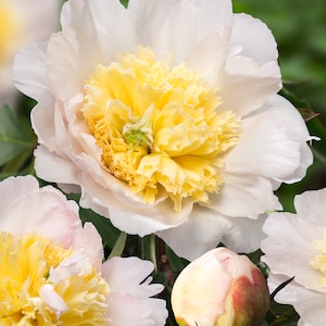 Paeonia lactiflora ‘Honey Gold’ Peony BAREROOT  (Fragrant) (Mid Season Flowering) FREE SHIPPING