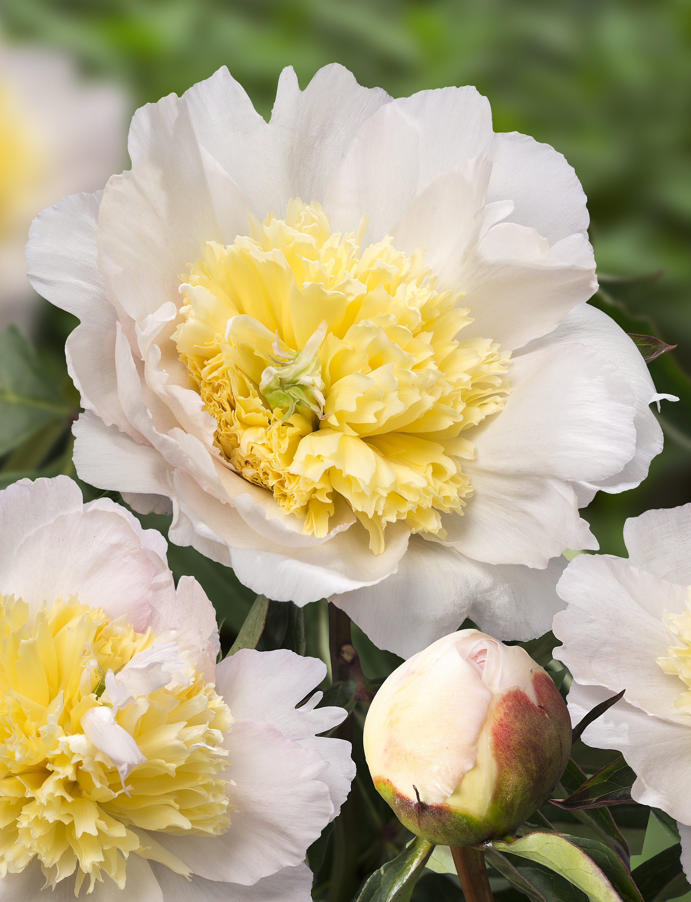 Paeonia Lactiflora 'honey Gold' Peony BAREROOT (fragrant