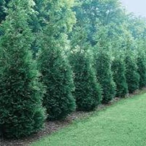 Arborvitae Green Giant Thuja Plicata 2.5 inch pot 6-12 Tall image 1