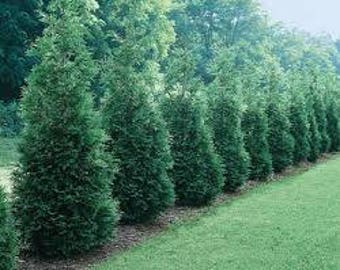 Arborvitae Green Giant Thuja Plicata 2.5 inch pot 6-12 " Tall