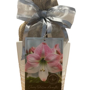 May include: A white ceramic pot with a burlap sack tied with a silver ribbon. A tag with a photo of a pink and white Cherry Blossom Amaryllis flower is attached. The tag reads "Cherry Blossom Amaryllis".